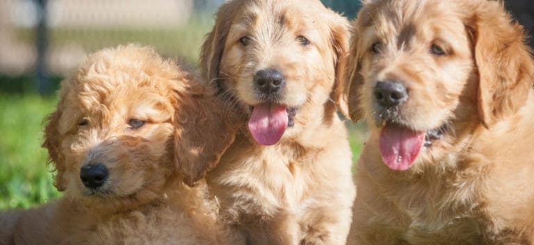 Three Puppies Goldendoodle