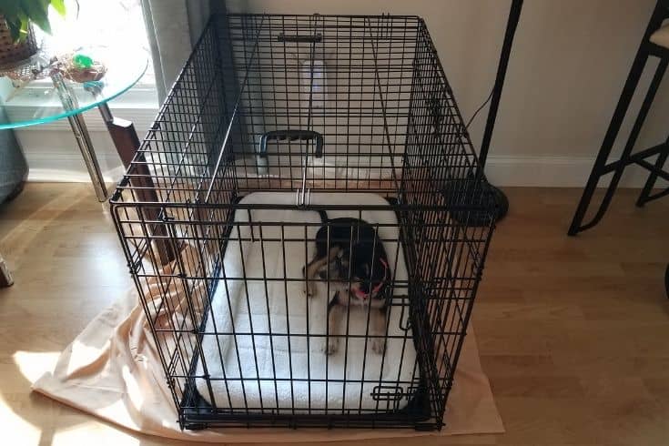 black and white dog in metal cage or crate