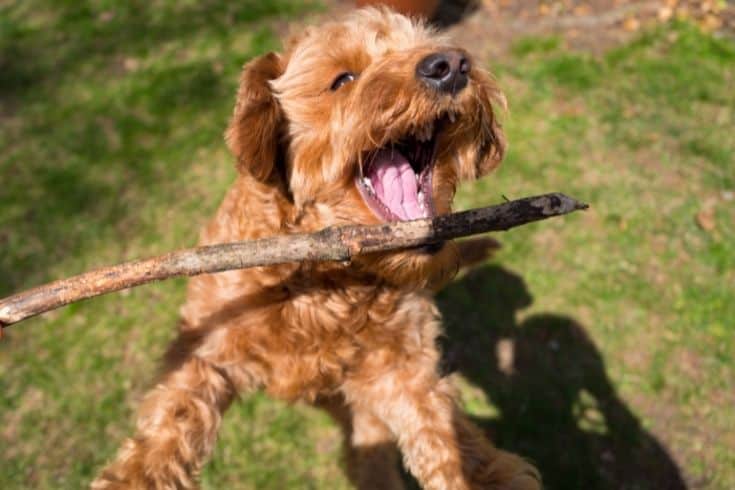 dog jumping for a stick