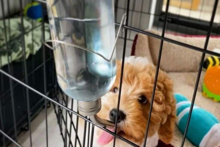 dog drinking from a water bottle