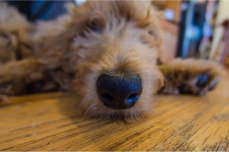 Goldendoodle Puppy Nose While Sleeping