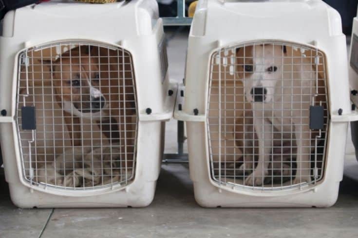 two dogs in two separate crates