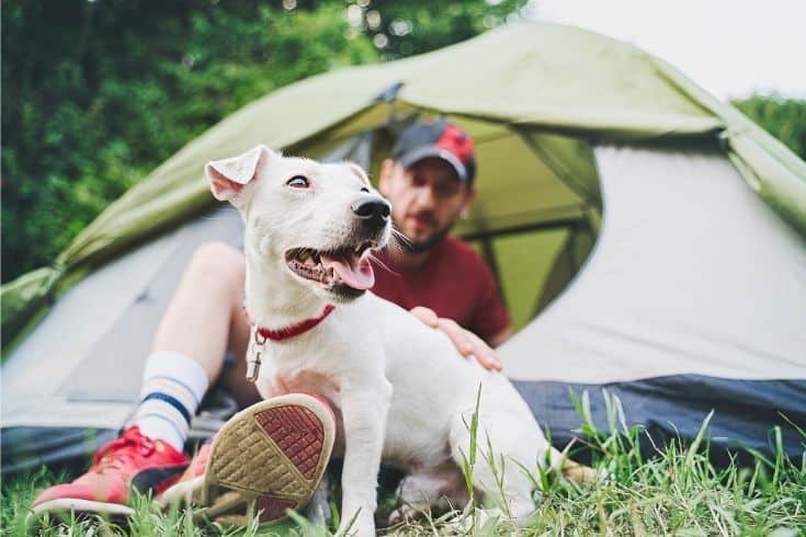 Camping with dog in the forest
