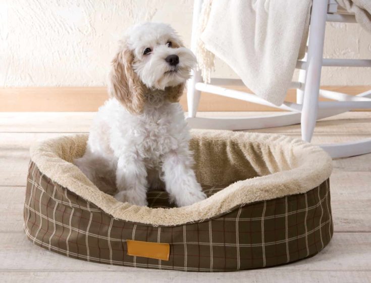 Cute puppy looking out from his dog bed