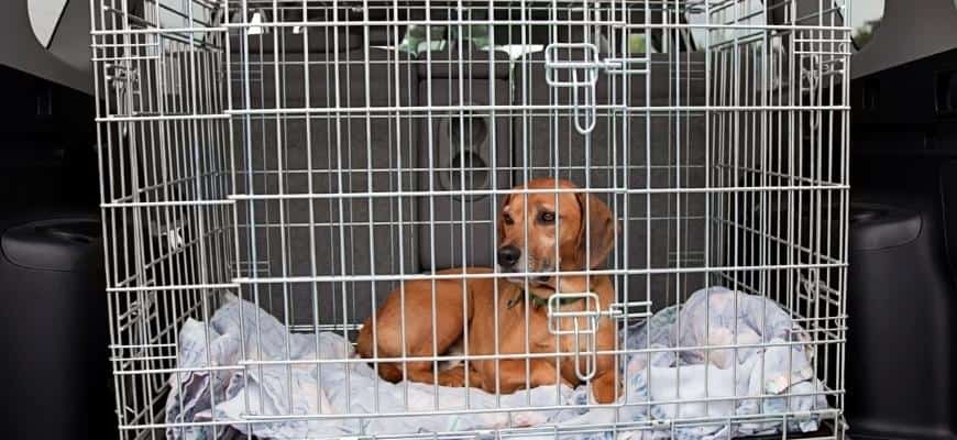 Dog inside a wire crate
