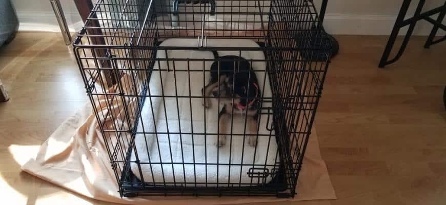Dog laying down on a crate bed