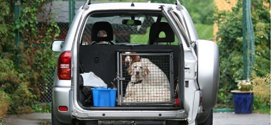 Dogs inside the crate in the car