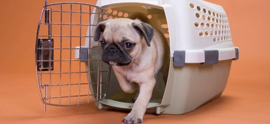 Pug dog leaving a plastic crate