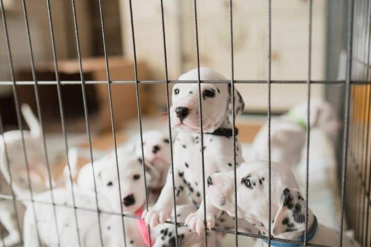 Puppies In A Playpen