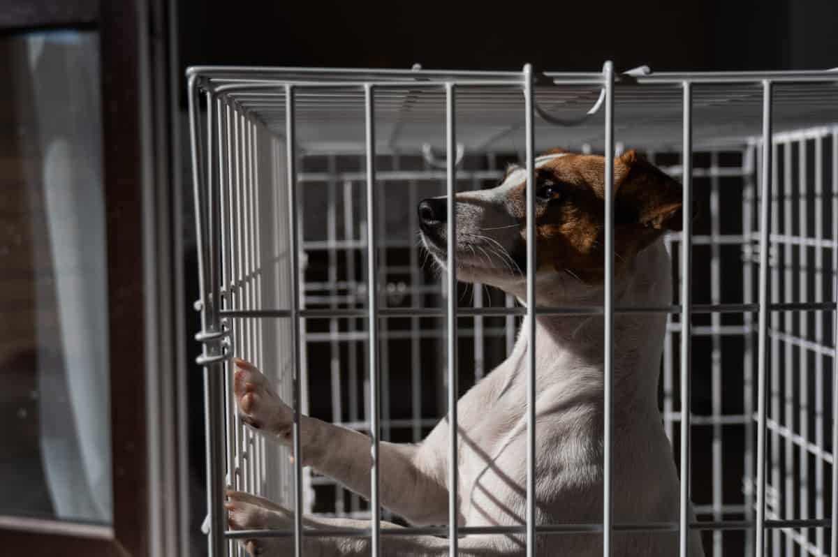 Sad Dog Jack Russell Terrier in a Cage