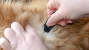 Best Flea Medication For Goldendoodles – Most Effective Treatments