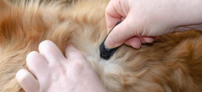 A Woman Hand Applies Dog Flea & Tick Drops to the Skin of a Cute