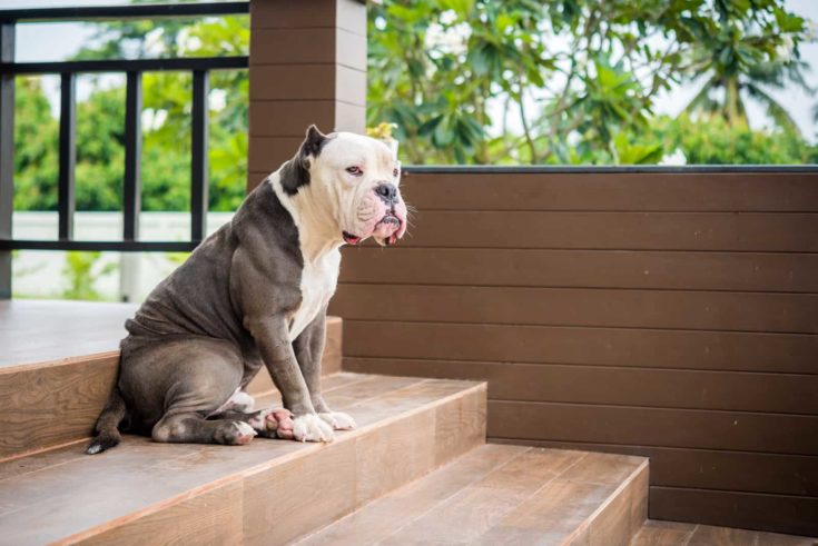 American bully dog watch over the house e1640865480931