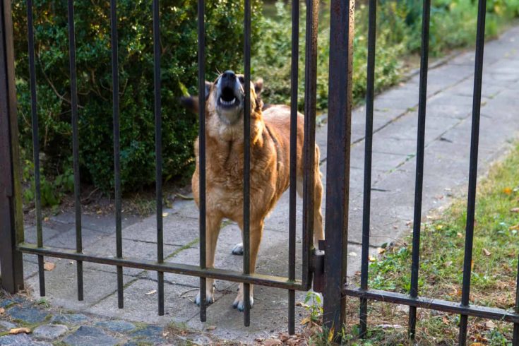 Barking dog behind the fence e1640792078847