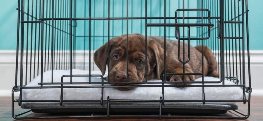 Chocolate Labrador Puppy lying down in a wire crate 7 weeks old