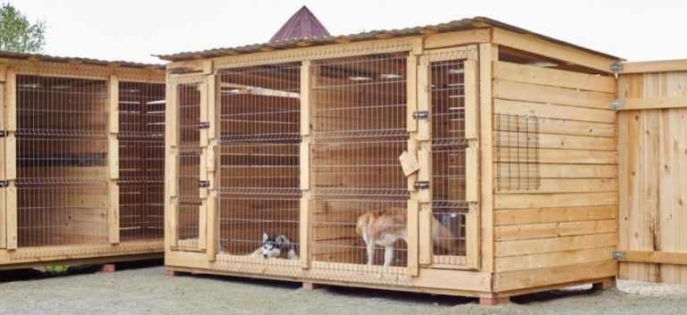 Dog kennel with Siberian Husky