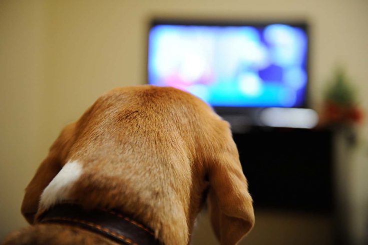 Dog watching TV e1640867787538