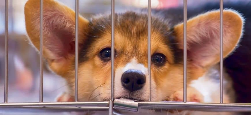 Dogs are crying in the cage