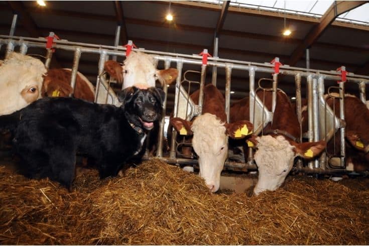 Farm Dog in a Cowshed
