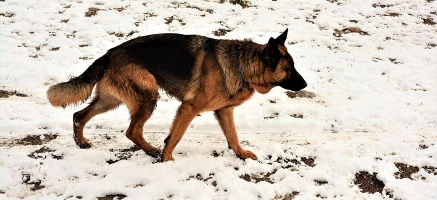 Best Dog Crate for German Shepherds - Heavy Duty, Safe ...