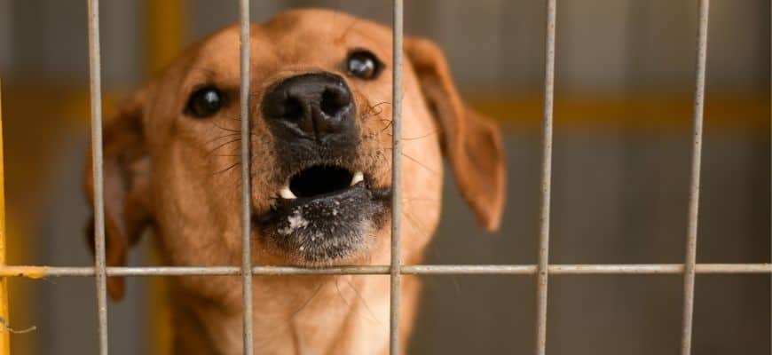 aggressive dog barks with foam around mouth behind bars