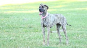 Best Crate For Great Dane For Your Giant Pet