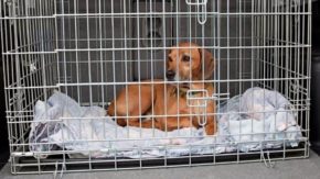 15 Hunting Dog Kennel Ideas To Help You Decide