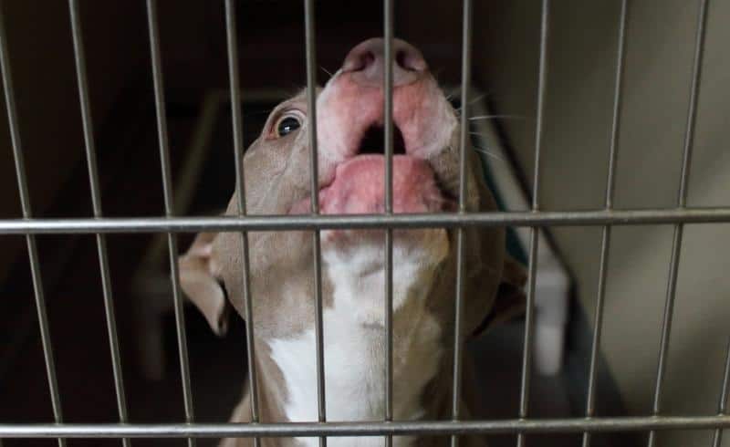 Pitbull barking in a crate