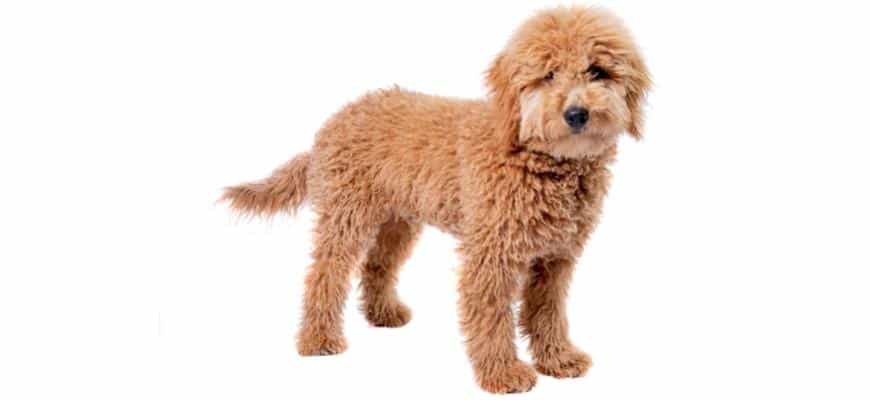 5 Best Goldendoodle Rescues For Adoption In Illinois (il)