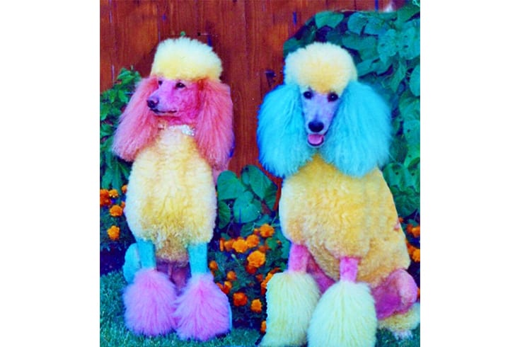 A Colorful Poodle Pair