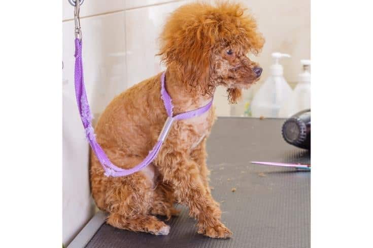 A chocolate toy poodle is waiting