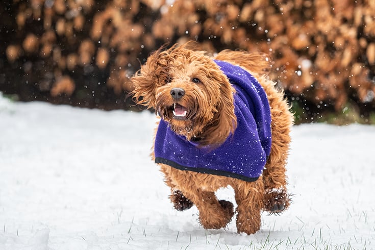 A cockapoo playing in snow