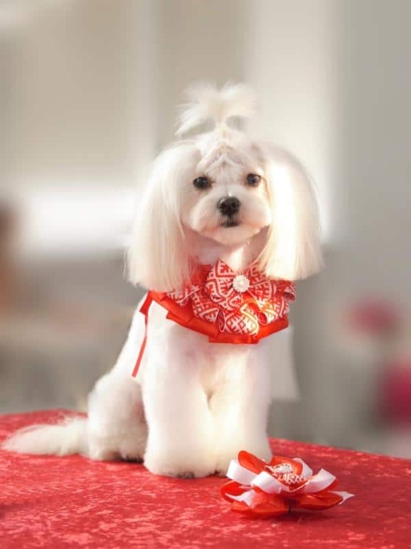 A small Maltese dog with a beautiful decoration on its neck