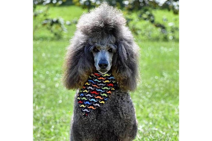 Afro Cut poodle