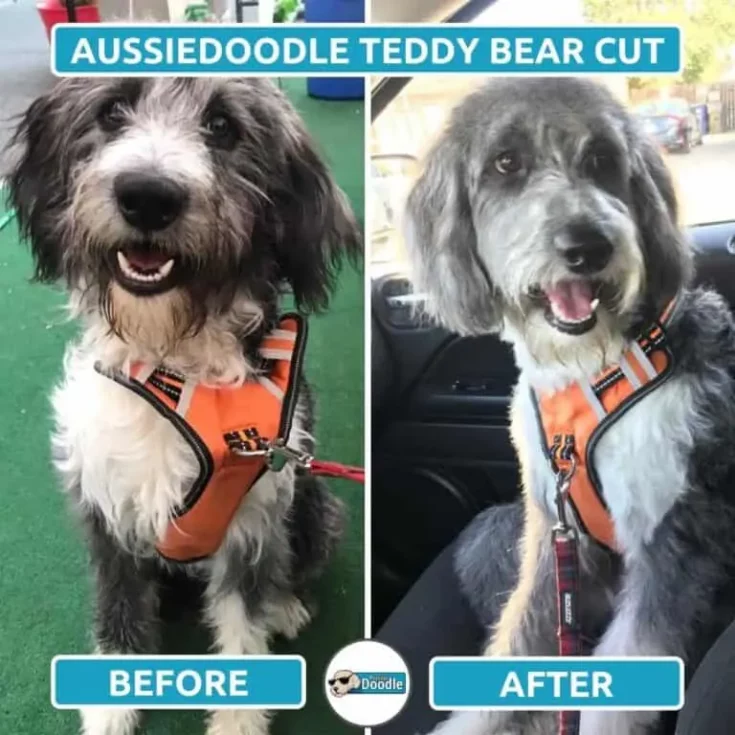 Aussiedoodle Teddy Bear Tidyup e1646027306893