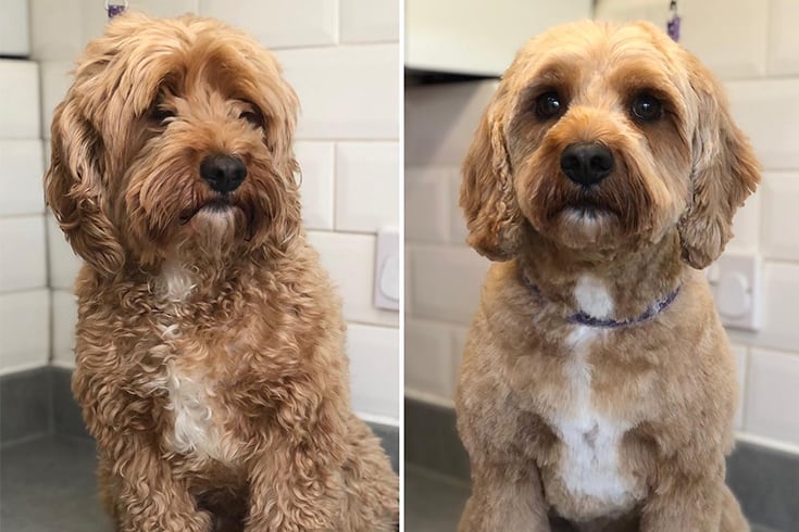 Before After of Ralphs Cavapoo haircut