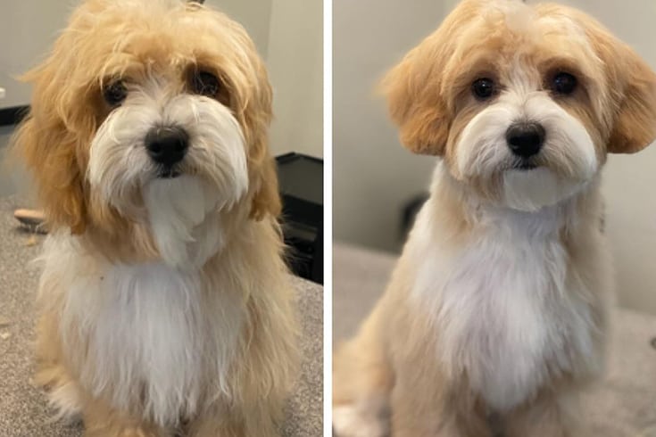 Before And After Pictures of Maltipoo