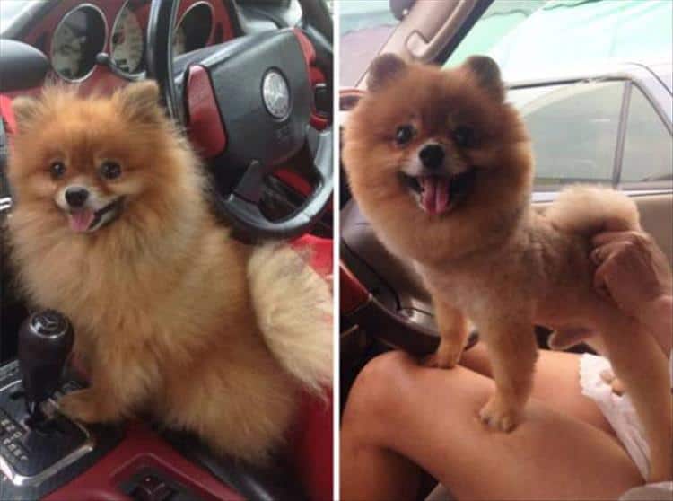 Before and after Pomeranian Lion Cut