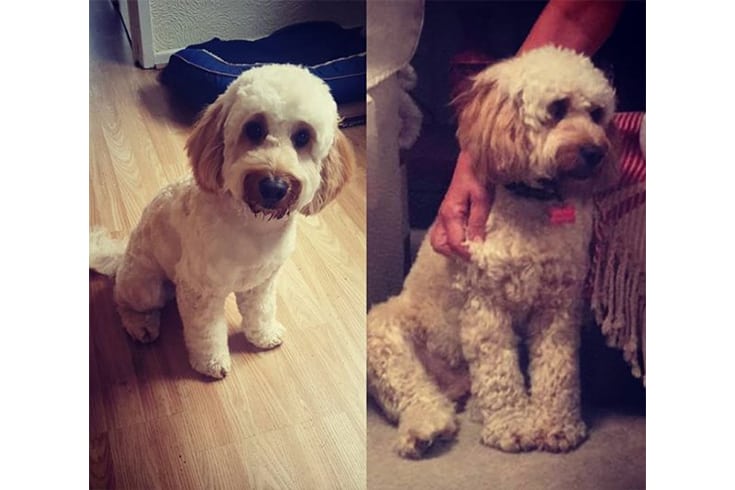 Before and after cockapoo haircut