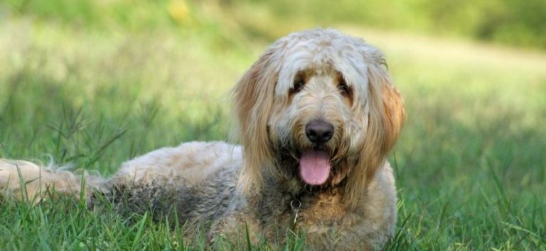 Best Goldendoodle Rescues For Adoption In Georgia