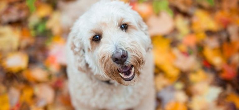 Best Goldendoodle Rescues for Adoption in Minnesota MN