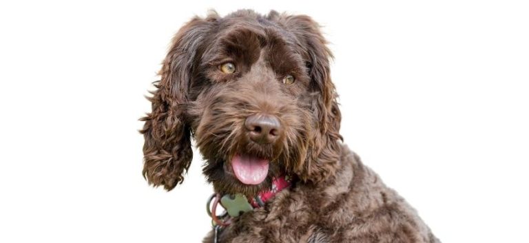 Best Labradoodle Rescues For Adoption In Florida