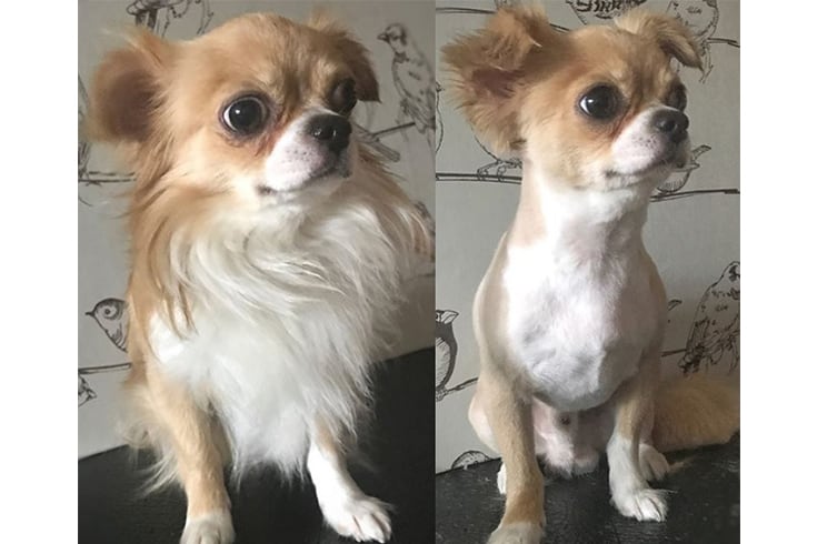Brand New Dog Chihuahua Cut