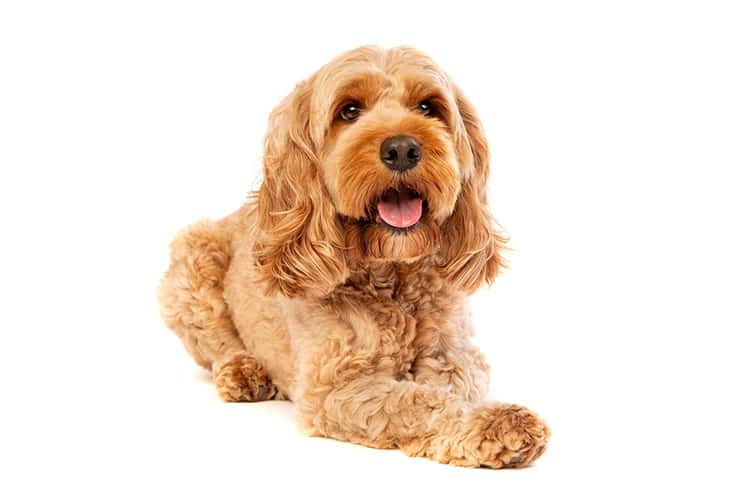 Brown cockapoo dog in front of a white background