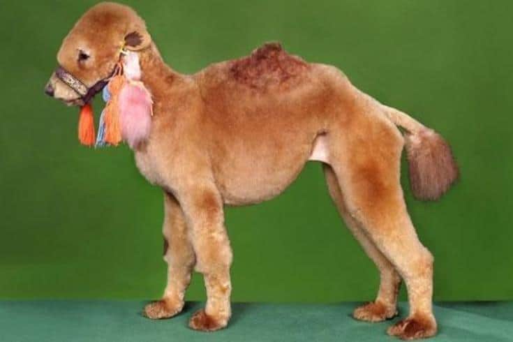 Camel Cut