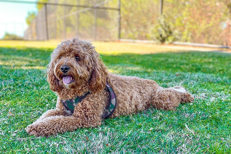 Cavapoo dog resting in the park