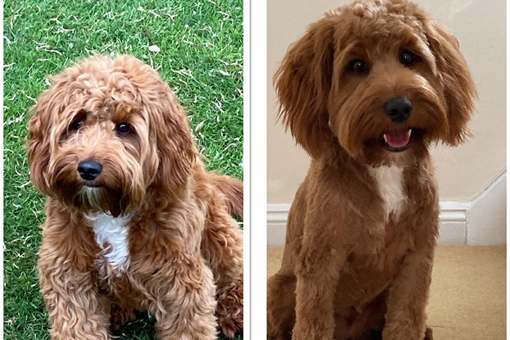 Cavapoo haircut before and after 1