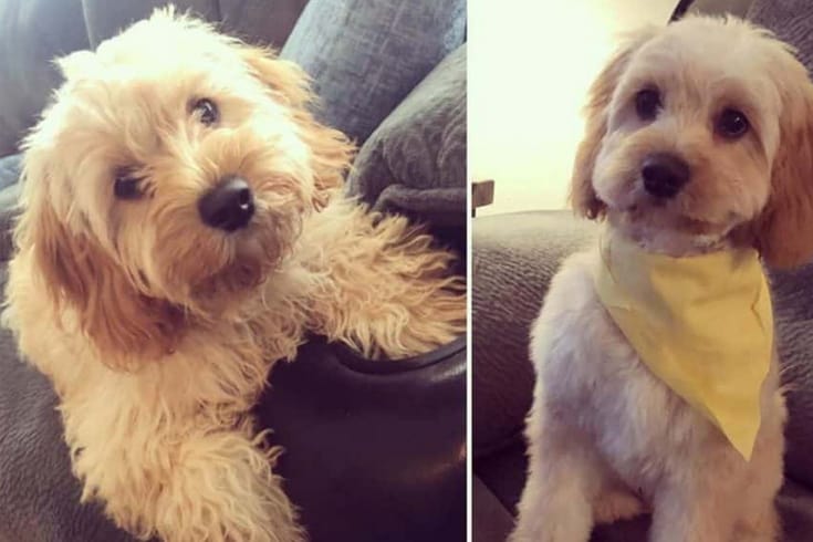 Cavapoo puppy cut before and after