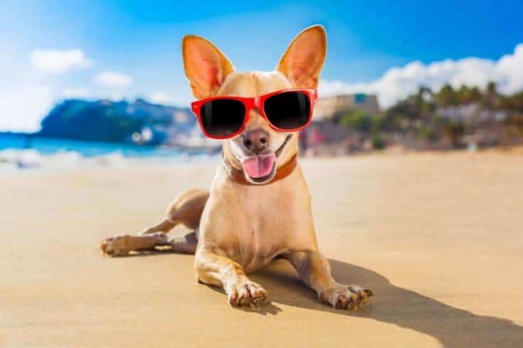Chihuahua Summer Dog
