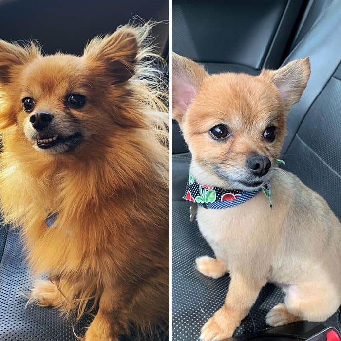 Chihuahua Summer cut good boy